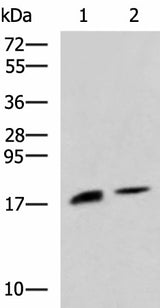 Western blot analysis of Rat pancreas tissue and Mouse pancreas tissue lysates using RNASE1 Polyclonal Antibody at dilution of 1:650