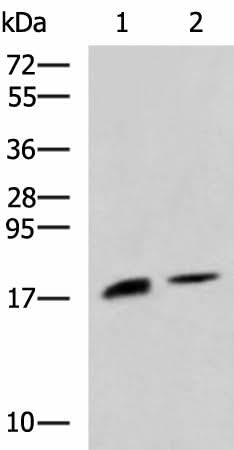 Western blot analysis of Rat pancreas tissue and Mouse pancreas tissue lysates using RNASE1 Polyclonal Antibody at dilution of 1:650