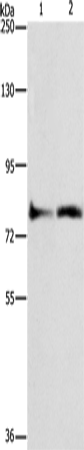 Anti-Human/Mouse/Rat ASAH2 Antibody - ABMIUM