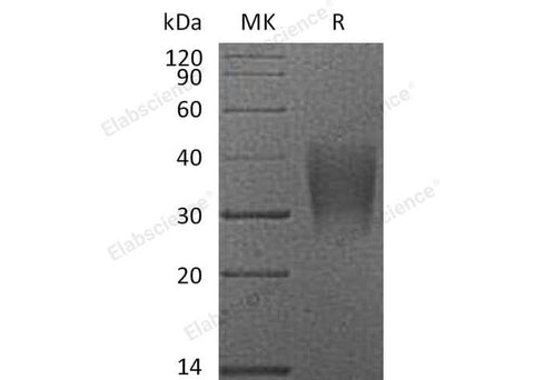> 95 % as determined by reducing SDS-PAGE.