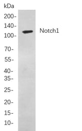 Anti-Human/Mouse/Rat Notch1 Antibody [B812]