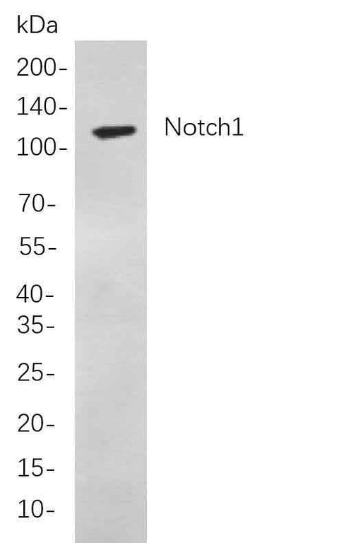 Anti-Human/Mouse/Rat Notch1 Antibody [B812] - ABMIUM
