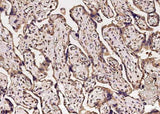 Anti-Human CA5B Antibody [A1235] - ABMIUM