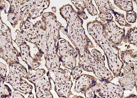 Anti-Human CA5B Antibody [A1235] - ABMIUM