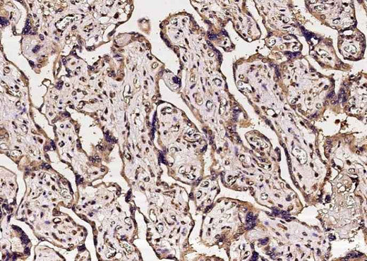 Anti-Human CA5B Antibody [A1235] - ABMIUM