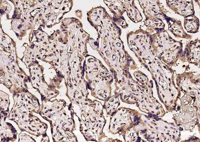 Anti-Human CA5B Antibody [A1235] - ABMIUM