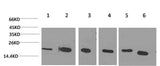 Western Blot analysis of 1) Hela, 2) Jurkat, 3) 293T, 4) Rat liver, 5) 3T3, 6) HepG2 using PPIB Monoclonal Antibody at dilution of 1:2000.