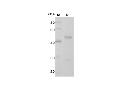 SDS-PAGE analysis of Rat TNF-α proteins, 2 μg/lane of Recombinant Rat TNF-α proteins was resolved with SDS-PAGE under reducing conditions, showing bands at 45 kDa.