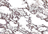 Anti-Human CHI3L2 Antibody [B167]