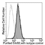Anti-Human ERBB2 Antibody [A1114] - ABMIUM