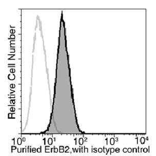 Anti-Human ERBB2 Antibody [A1114] - ABMIUM