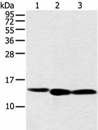 Western blot analysis of 293T cell using NDUFB3 Polyclonal Antibody at dilution of 1:500