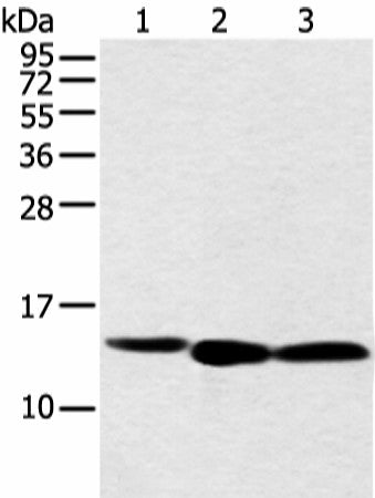 Western blot analysis of 293T cell using NDUFB3 Polyclonal Antibody at dilution of 1:500