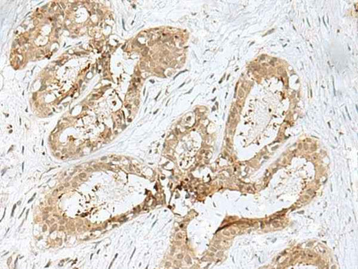 Anti-Human/Mouse/Rat PSMA4 Antibody