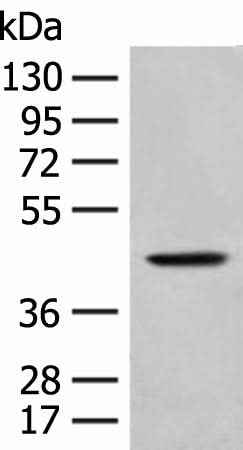 Anti-Human HLA-B Antibody