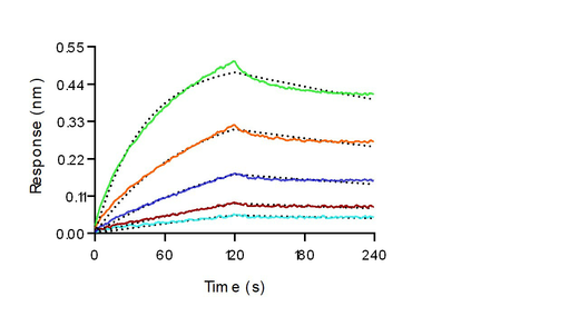 Loaded Monoclonal Anti-Human CD3 Antibody, Mouse IgG2a (OKT3) on ProA Biosensor, can bind Recombinant Mouse FCGR4 Protein, His Tag (Cat: PKSM040893) with an affinity constant of 3.43nM as determined in BLI assay (Sartorius Octet RED384)(QC tested).