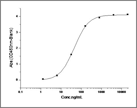 Measured by its binding ability in a functional ELISA. Immobilized human EphB4 at 2 μg/ml (100 μl/well) can bind human EphrinB2 with a linear range of 1-25 ng/ml.