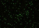 Anti-Mouse CD27 Antibody [B406]