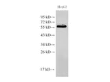 Western Blot analysis of HepG2 cells using PDCD4 Polyclonal Antibody at dilution of 1:500