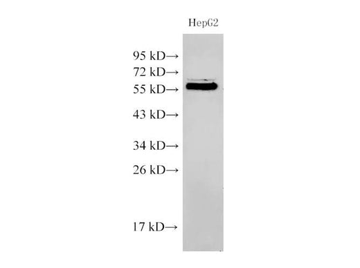 Western Blot analysis of HepG2 cells using PDCD4 Polyclonal Antibody at dilution of 1:500
