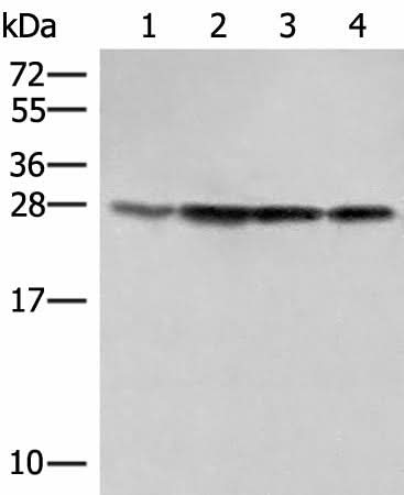 Western blot analysis of 231 Hela LOVO and A172 cell lysates using SEC22B Polyclonal Antibody at dilution of 1:500