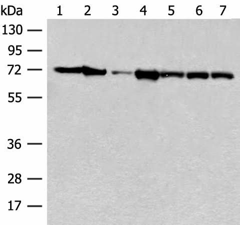 Western blot analysis of Mouse brain tissue Human cerebrum tissue NIH/3T3 cell A549 cell Jurkat cell Hela cell and 231 cell lysates using HSPA2 Polyclonal Antibody at dilution of 1:250