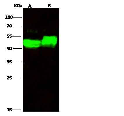 Anti-Human GLA Antibody [B338] - ABMIUM