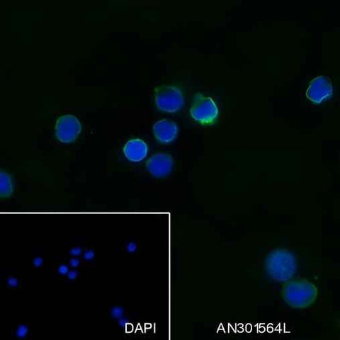 Anti-Human IL-12 Antibody [A263] - ABMIUM