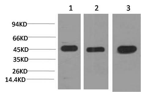 Western Blot analysis of 1) Hela, 2) 3T3, 3) Rat brain using MAP2K2 Monoclonal Antibody at dilution of 1:2000.