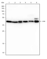 Anti-Human/Rat/Mouse JunB Antibody [A269]