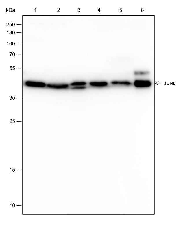 Anti-Human/Rat/Mouse JunB Antibody [A269]