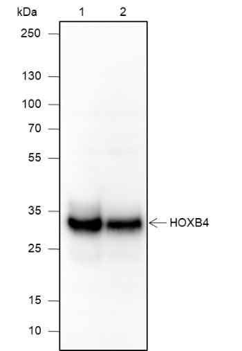 Anti-Human HOXB4 Antibody [A594] - ABMIUM