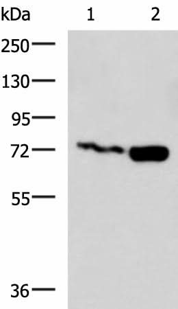 Western blot analysis of Jurkat and Raji cell lysates using PUM3 Polyclonal Antibody at dilution of 1:800