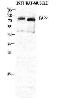 Anti-Human/Mouse/Rat FAP Antibody