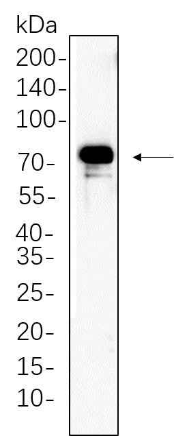 Anti-Human/Mouse/Rat p90RSK Antibody [B640] - ABMIUM