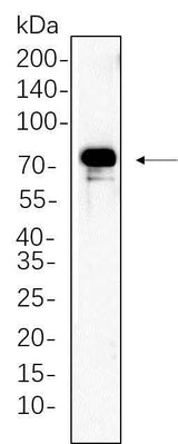 Anti-Human/Mouse/Rat p90RSK Antibody [B640]