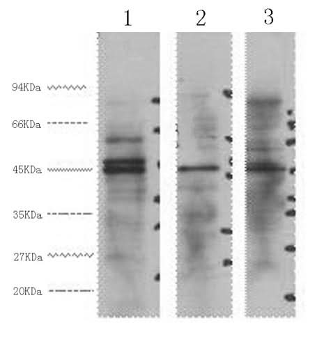 Western Blot analysis of 1) Hela, 2) Jurkat, 3) 293T cells using ENO2 Monoclonal Antibody at dilution of 1:3000.