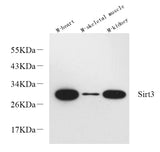 Western Blot analysis of various samples using SIRT3 Polyclonal Antibody at dilution of 1:600.