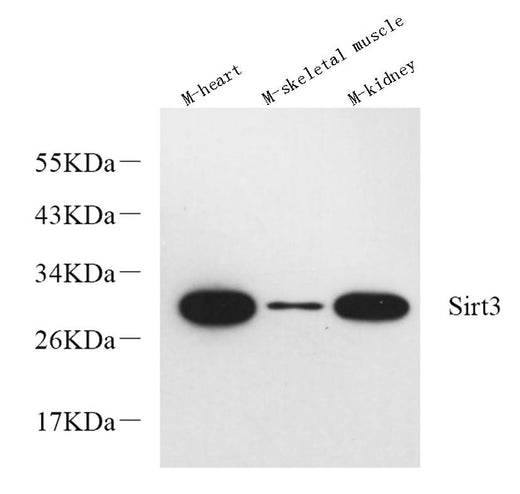 Western Blot analysis of various samples using SIRT3 Polyclonal Antibody at dilution of 1:600.