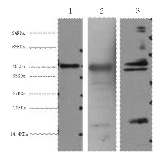 Western Blot analysis of 1) Hela, 2) Mouse heart, 3) Rat heart using AQP4 Monoclonal Antibody at dilution of 1:2000.