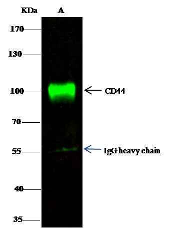Anti-Human CD44 Antibody [A865] - ABMIUM