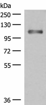Western blot analysis of Human fetal liver tissue lysate using GRIPAP1 Polyclonal Antibody at dilution of 1:550