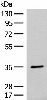 Western blot analysis of Mouse small intestines tissue lysate using FAM84A Polyclonal Antibody at dilution of 1:300