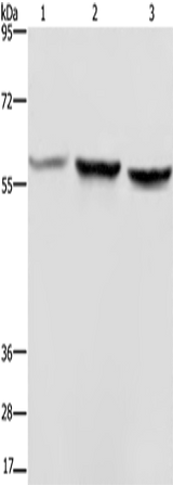 Anti-Human/Mouse/Rat SYN2 Antibody - ABMIUM