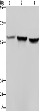 Anti-Human/Mouse/Rat SYN2 Antibody - ABMIUM