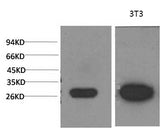 Western Blot analysis of 1) MCF-7, 2) 3T3 cells using Galectin 3 Monoclonal Antibody at dilution of 1:2000.