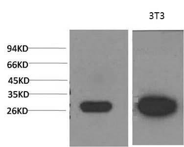 Western Blot analysis of 1) MCF-7, 2) 3T3 cells using Galectin 3 Monoclonal Antibody at dilution of 1:2000.