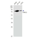 Western blot detection of TORC2 in A549,HL-60,U251 cell lysates using TORC2 Rabbit mAb(1:1000 diluted).Predicted band size:73kDa.Observed band size:80kDa.