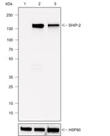 Anti-Human SHIP-2 Antibody [A749] - ABMIUM
