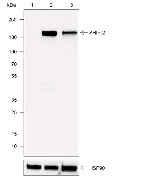 Anti-Human SHIP-2 Antibody [A749] - ABMIUM